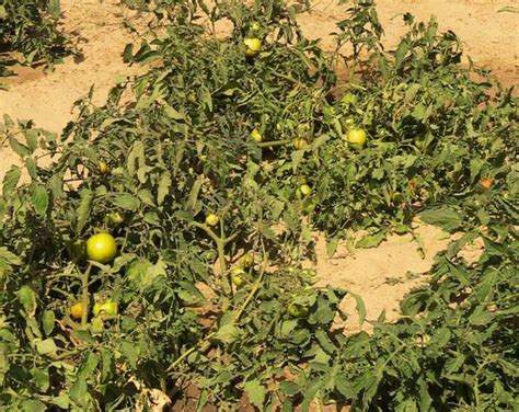 Vid O Mauritanie Hausse Des Droits De Douane Sur Les L Gumes Voici