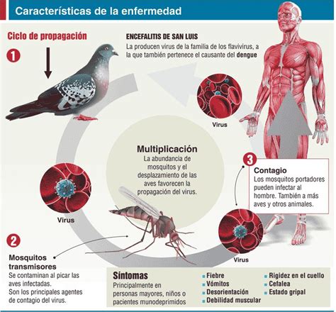 Enfermedades Transmitidas Por Palomas