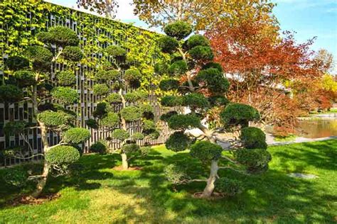 Le Niwaki Lart Japonais De Tailler Les Arbres En Nuages Passionbassin