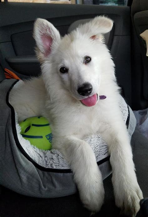 White German Shepherd puppy – Legacy – Owner Lori | gunther white ...