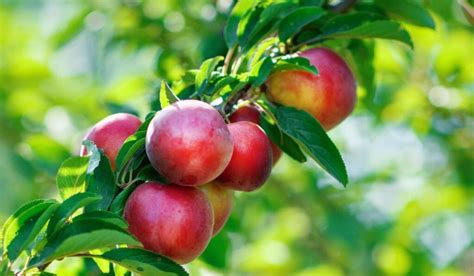 Easy Ways To Tell If A Nectarine Is Ripe 2023 Atonce