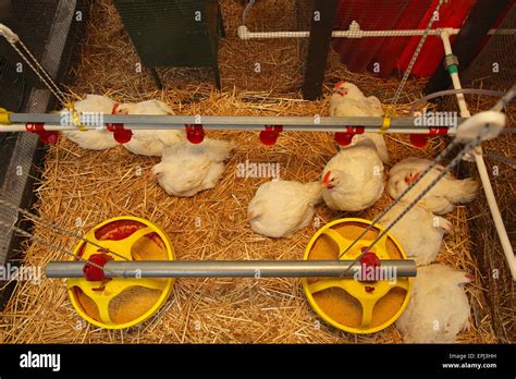 Chicken Coop Stock Photo Alamy