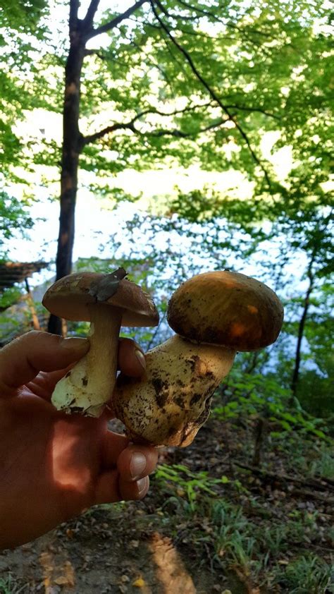 Pin By Maglódi Norbert On Gombák A Dunakanyarban Fungi Funghi Mushroom Stuffed Mushrooms