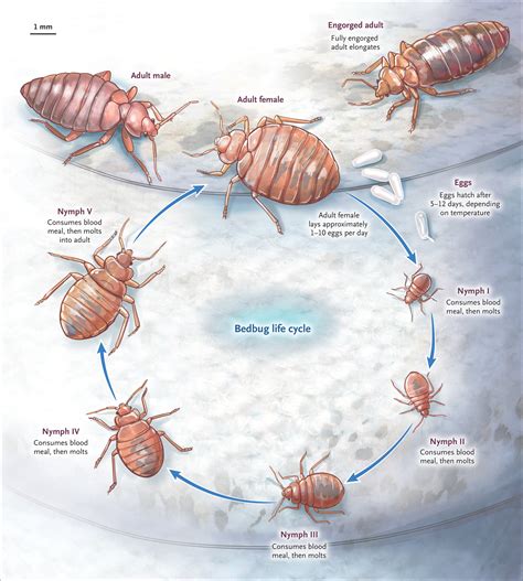 Bedbugs NEJM