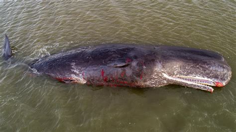 Shocking Pictures Show Huge 40ft Sperm Whale Washed Up Dead On Angus Beach The Scottish Sun