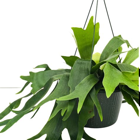 Staghorn Fern Hanging Basket Plant Van