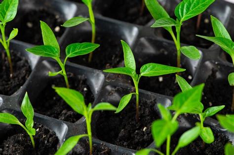 Bandeja Mudas Verdes Na Estufa Mudas De Pimenta Microplantas