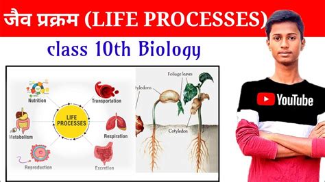 Life Processes Class 10 Science Biology In Hindi Jaiv Prakram Class