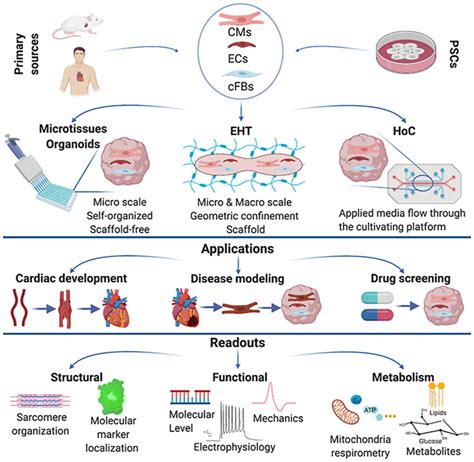 A Review Of The Complex Microphysiological Stem Cell Models Of The