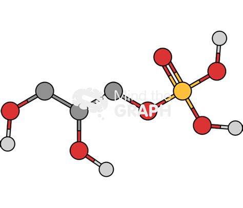 Glycerol Phosphate Molecule