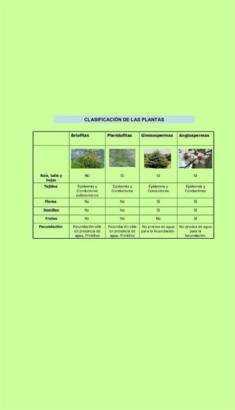 Cuadros Comparativos Entre Angiospermas Y Gimnospermas Cuadro