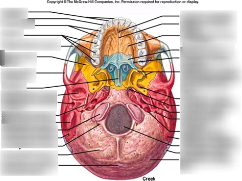 Skull Inferior View Diagram Quizlet