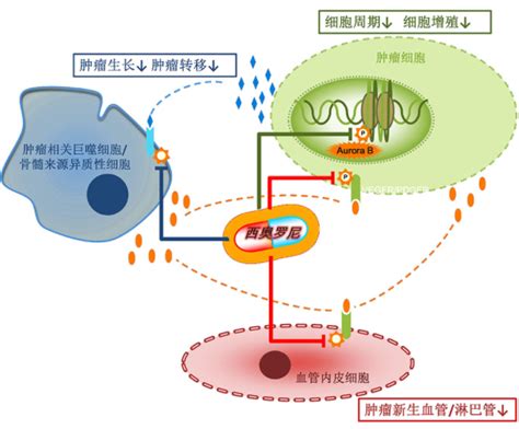 西奥罗尼联合紫杉醇治疗卵巢癌 Iii 期临床试验项目可行性研究报告 产业科技 行业新闻 思瀚产业研究院