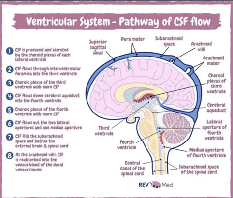 Neuroanatomy Exam Flashcards Quizlet