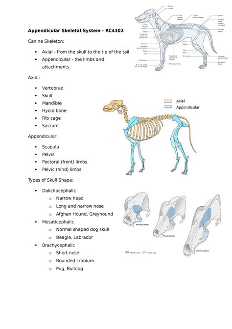 Lesson Appendicular Skeletal System Appendicular Skeletal System