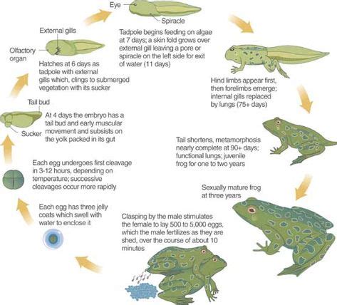 Amphibian Life Cycle