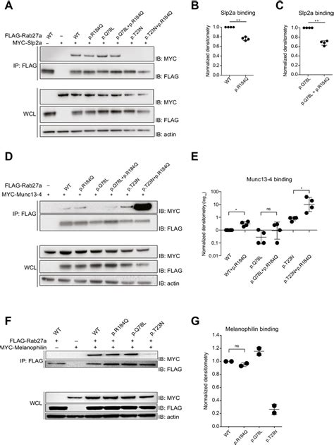 Rab27a P R184q Displays Altered Binding To Effector Proteins Present In