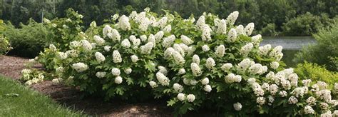 Oakleaf Hydrangea