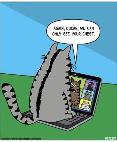 Pin By Michelle Johnson On Feline Purrrr Suation In 2024 Cat Jokes