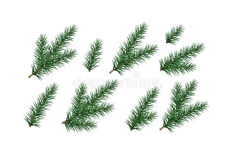 Set Of Fir Branches Pine Conifer Stock Vector Illustration Of Xmas