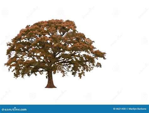 Abstract Autumnal Oak Tree Stock Illustration Illustration Of Trunk