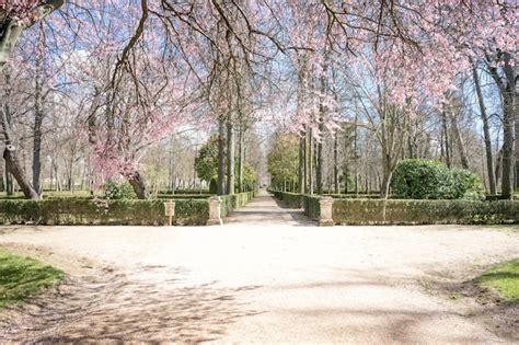 Primavera Detalles De Flores De Cerezo Con Hermosos P Talos De Rosa