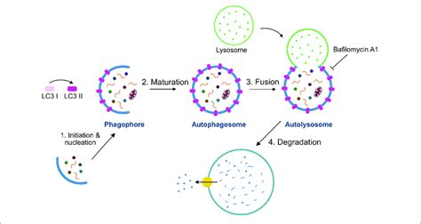 Schematic Model Of The Autophagy Process The Process Of Autophagy