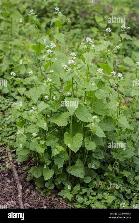 Garlic Mustard Latin Name Alliaria Officinalis In Forest Kosutnjak