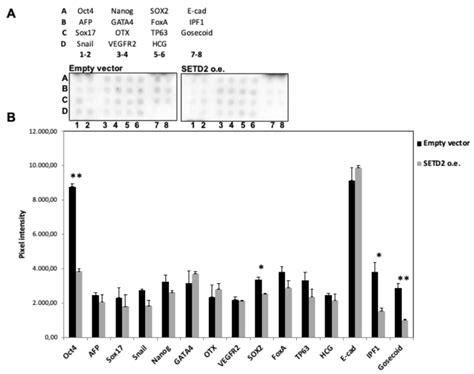 Impact Of Restored Setd Expression On Stemness Markers In Setd Mut