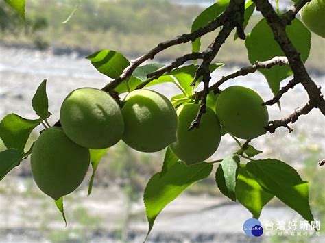 品嘗春天的酸甜滋味 南投梅子節梅子夢工廠製梅達人教大家作青梅 蕃新聞