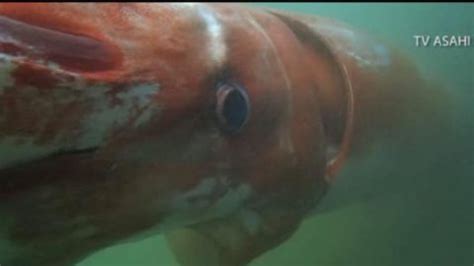 Rare Giant Squid Gets Lost Appears In Japanese Harbor Outdoors