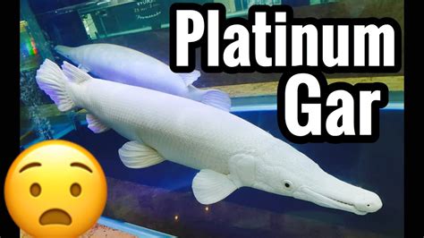 Platinum Alligator Gar For Sale Youtube