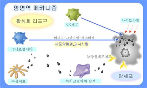 암세포와 면역에 대하여 오모테산도요시다병원암면역요법