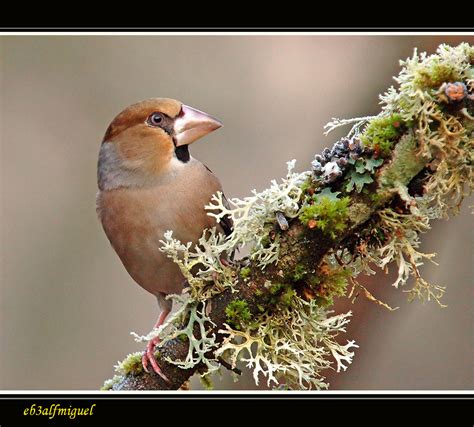 Mis Amigas Las Aves Picogordo Coccothraustes Coccothraustes