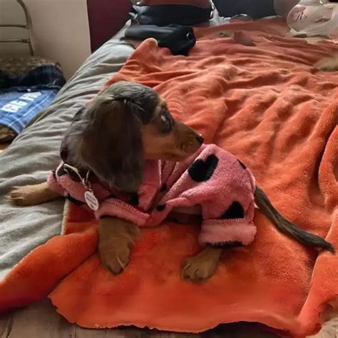 Dachshund Pajamas Cozy And Stylish Sleepwear For Doxies
