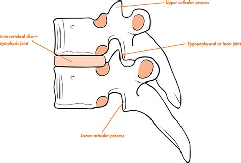 Vertebral Column: Joints In The Vertebral Column