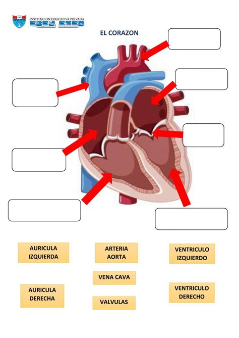 Conozcamos El Aparato Circulatorio Ficha Interactiva Topworksheets