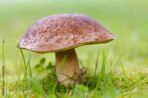 Steinpilz Im Gras Foto De Stock Adobe Stock