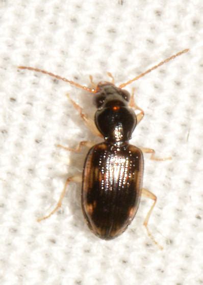 Beetle070518b Bembidion Affine Bugguidenet