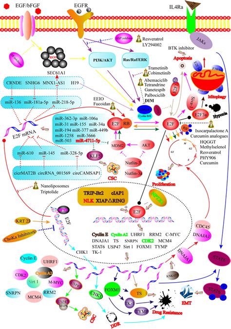 Graphical Illustration Showing That The Regulatory Mechanisms For E Fs