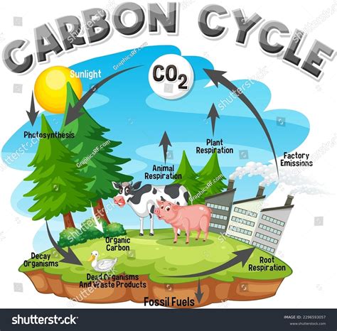 Carbon Cycle Diagram Science Education Illustration Stock Vector ...