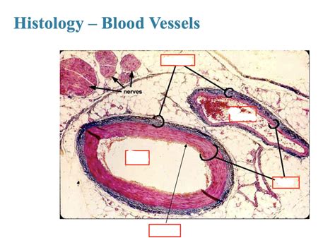 Blood Vessel Histology Continued Diagram Quizlet