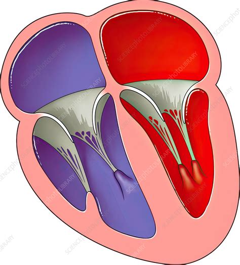 Open Mitral And Tricuspid Valves Illustration Stock Image C