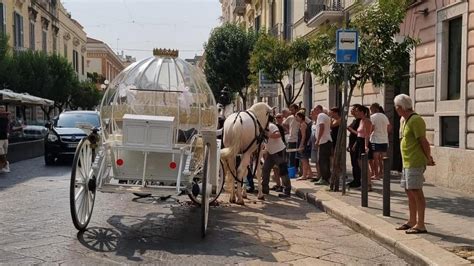 Cavallo Stramazza Al Suolo Per Il Caldo Trainava La Carrozza Con Gli Sposi