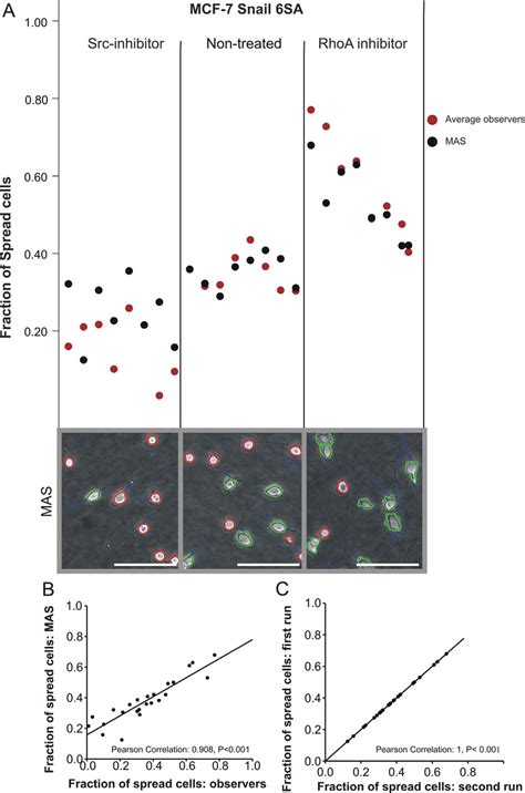 Evaluation Of Mas Based Automated Morphology Scoring A The Graph