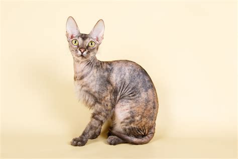 Ukrainian Levkoy Cat Breed Info Pictures Care More Catster