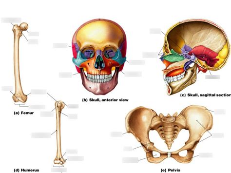 Bone Markings (Surface Features) Diagram | Quizlet