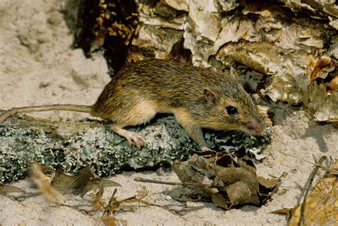 Rat N De Abazones Crespo Mam Feros De Guanajuato Inaturalist