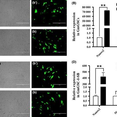 Overexpression Of Nanos In Gmgscs And Gmgsc I Sbt A C Gfp Positive