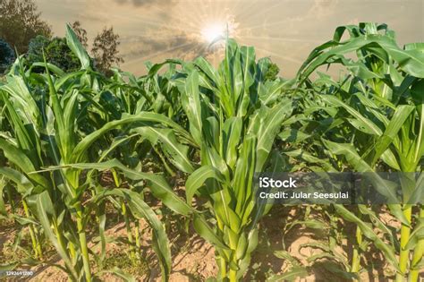 Beautiful Sunset In The Evening Over The Corn Field Green Corn Field